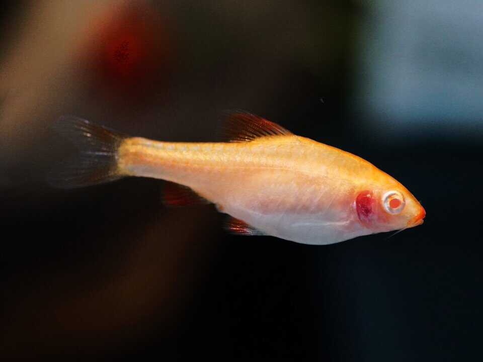 Puntius titteya - Bitterlingsbarbe Albino super red – Bild 3