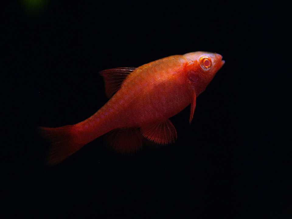 Puntius titteya - Bitterlingsbarbe Albino super red – Bild 2