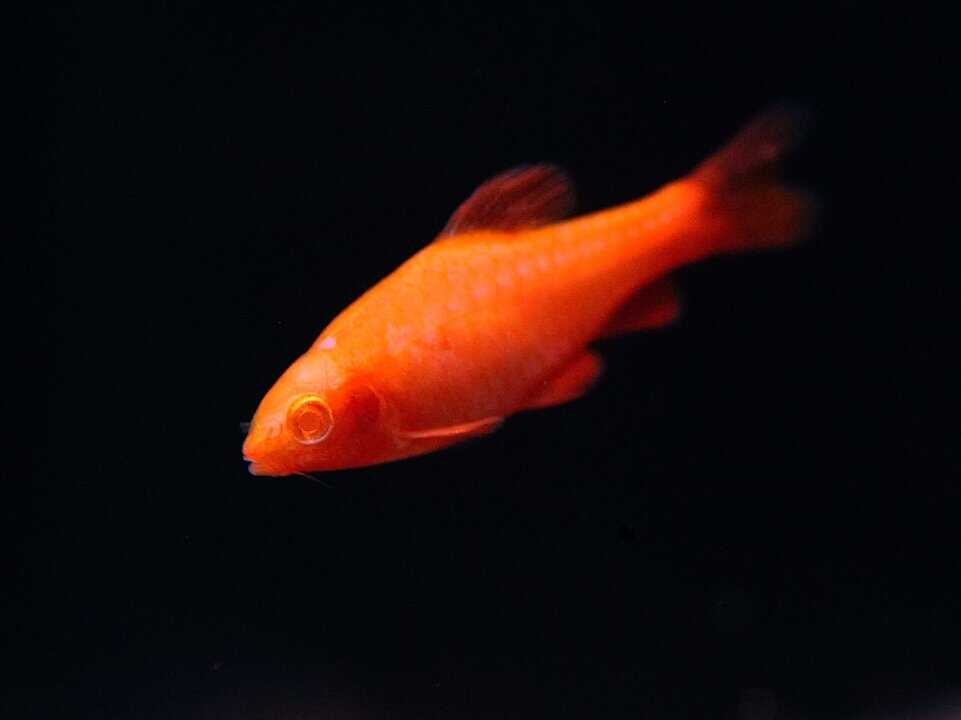 Puntius titteya - Bitterlingsbarbe Albino super red