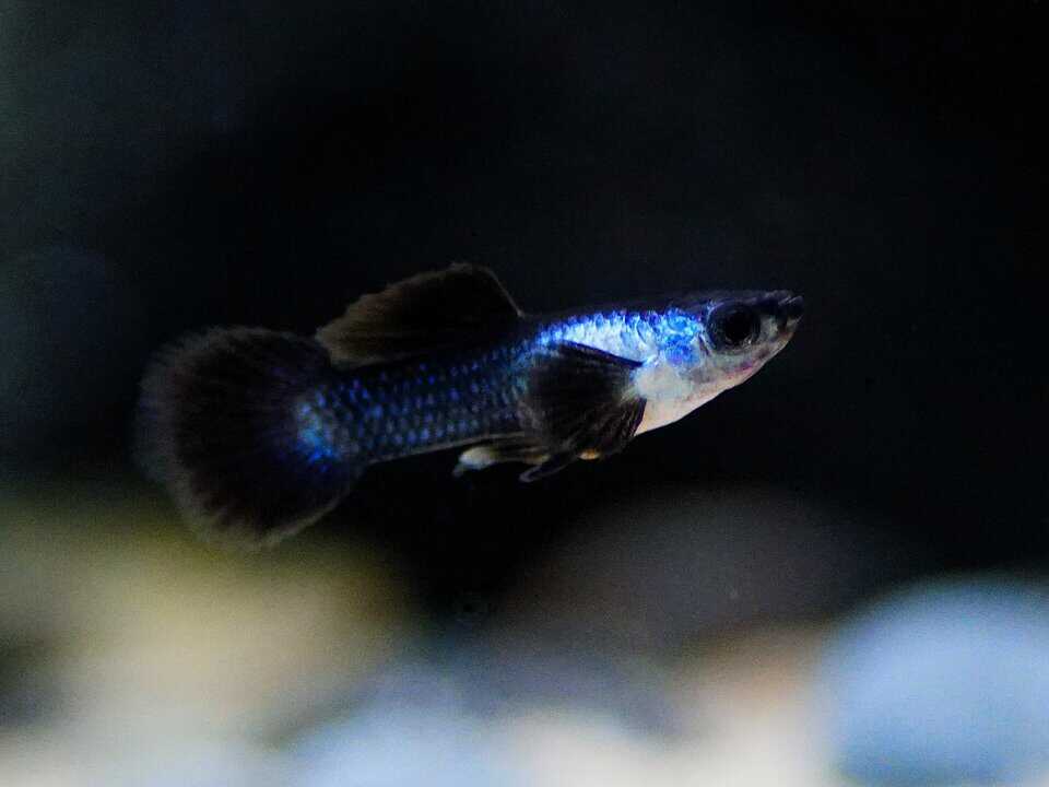 Poecilia reticulata - Panda Guppy