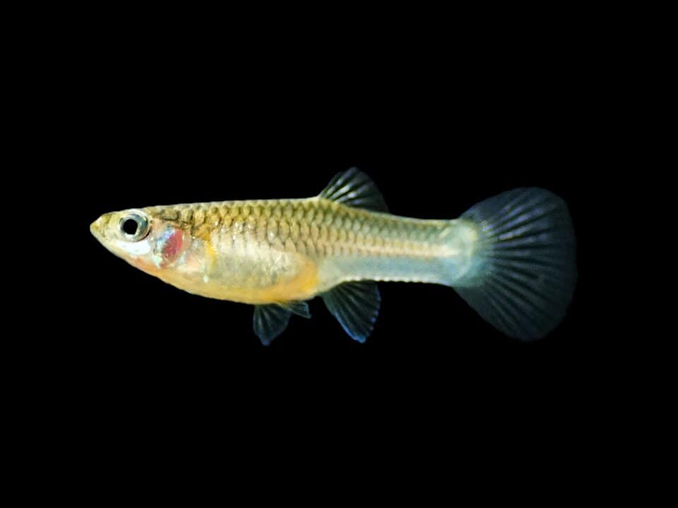 Poecilia reticulata - Panda Guppy – Bild 2
