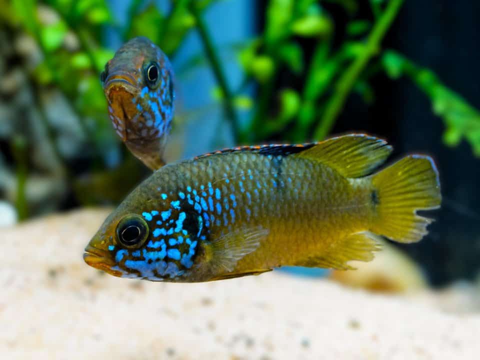 Hemichromis sp. "Guinea I blue face" - Blaukopf Cichlide