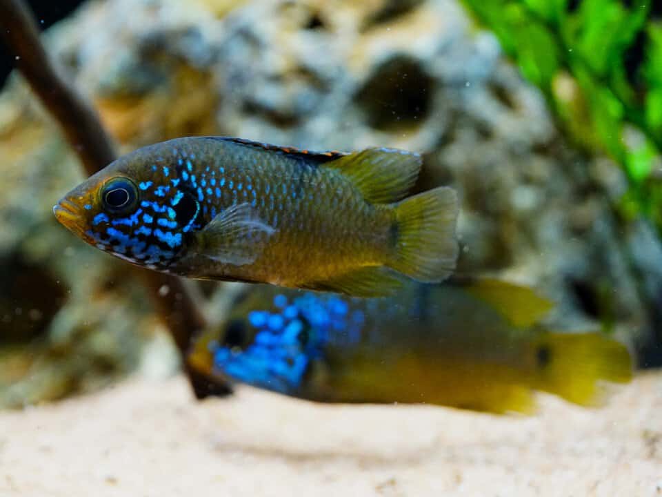 Hemichromis sp. "Guinea I blue face" - Blaukopf Cichlide – Bild 2