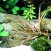 Cryptocoryne albida 'Brown'
