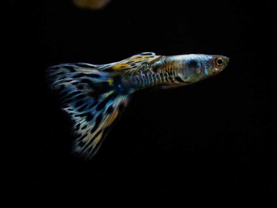 Poecilia reticulata - grass Guppy blau, orange, rot