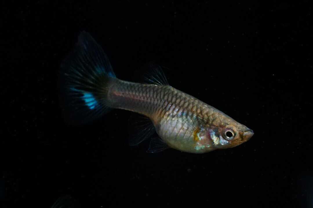 Poecilia reticulata - grass Guppy blau, orange, rot – Bild 2
