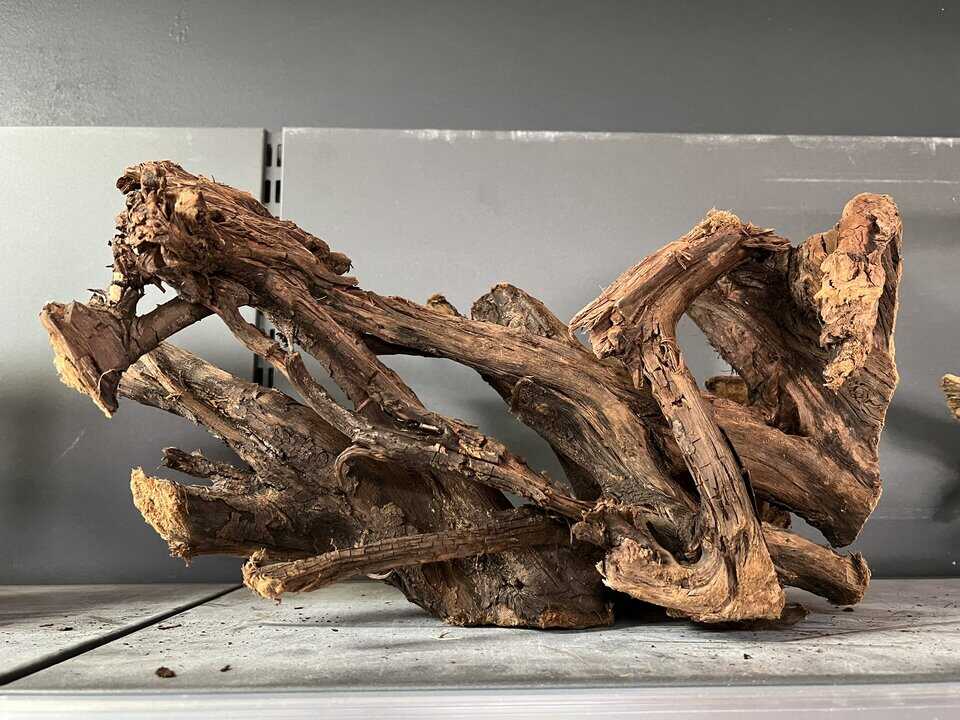 Mangrovenwurzel L2