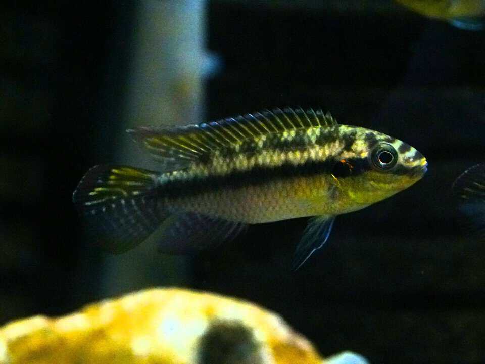 Pelvicachromis subocellatus "Moulondo"