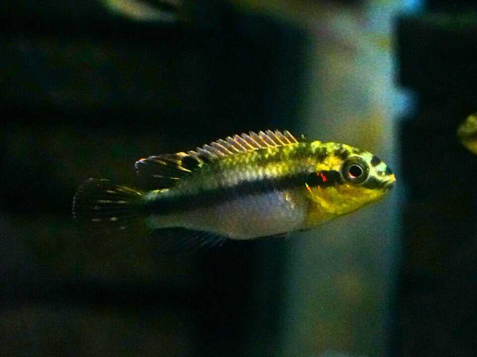 Pelvicachromis subocellatus "Moulondo" – Bild 2