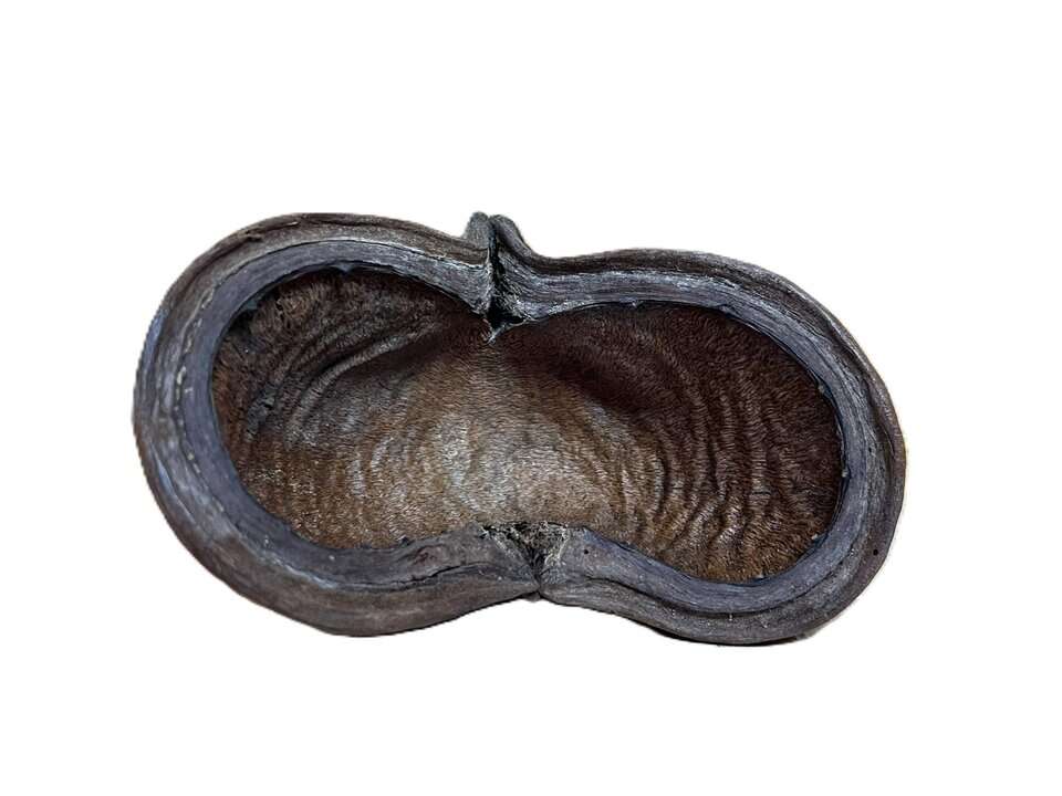 Thelambuschale L
