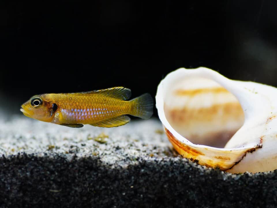 Lamprologus ocellatus - Schneckenbuntbarsch gold