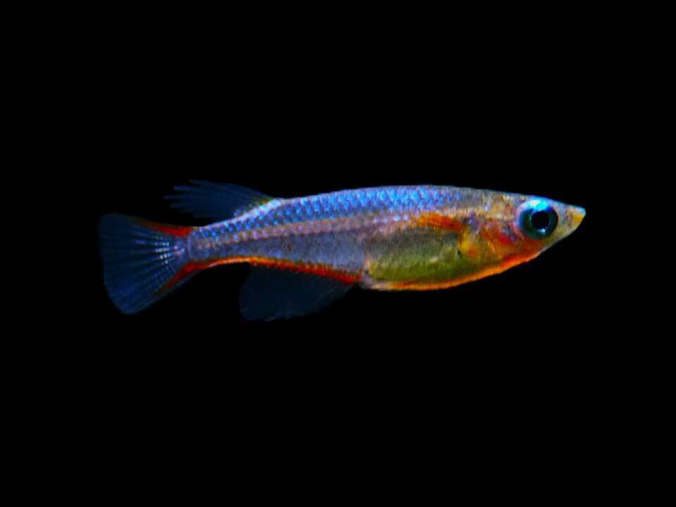 Oryzias woworae - Neon Reisfisch