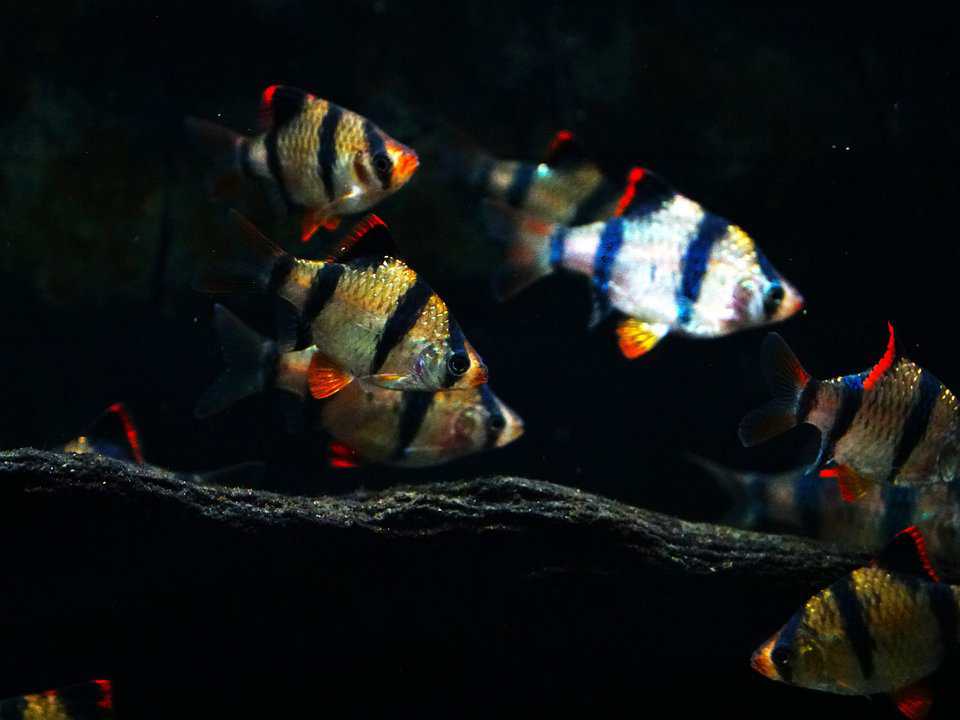 Puntius tetrazona - Sumatrabarbe – Bild 2