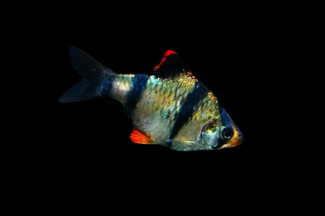 Puntius tetrazona - Sumatrabarbe