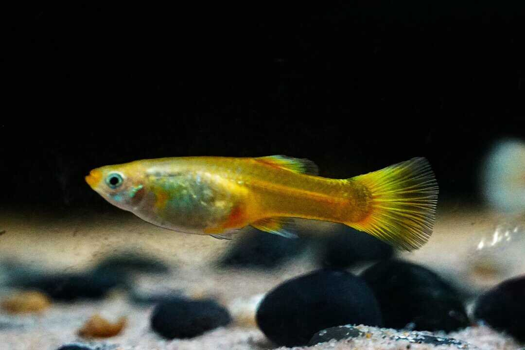 Poecilia reticulata - Guppy full Gold – Bild 2