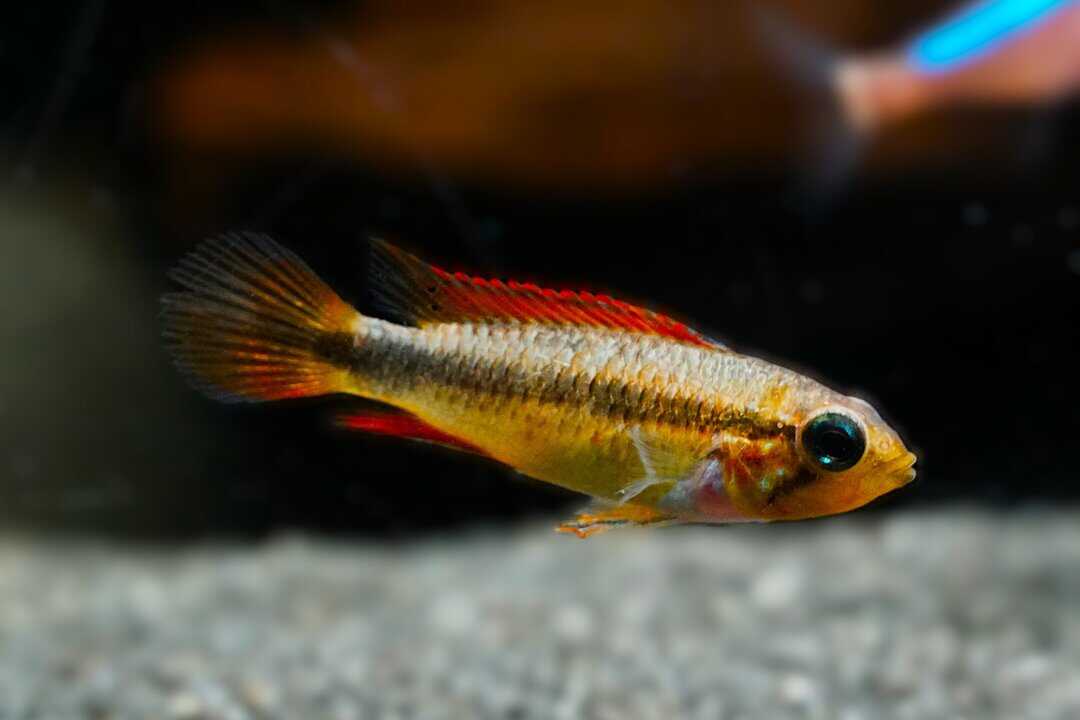 Apistogramma agassizii - Agassiz Zwergbuntbarsch – Bild 2