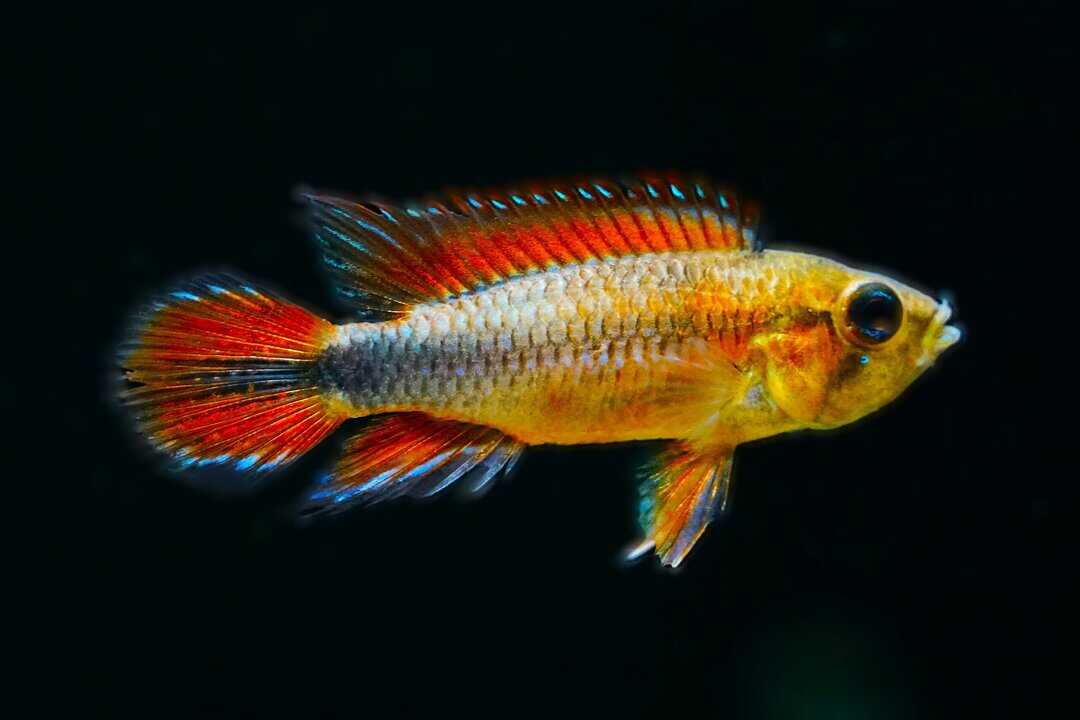Apistogramma agassizii - Agassiz Zwergbuntbarsch – Bild 3