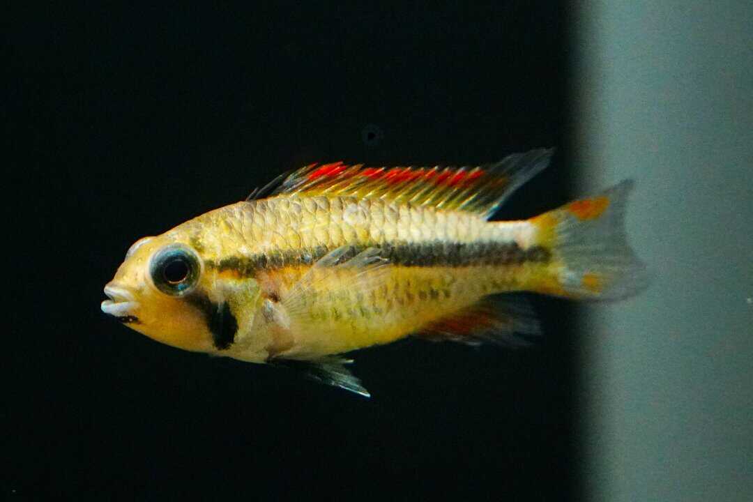 Apistogramma cacatuoides orange - Kakaduzwergbuntbarsch – Bild 2