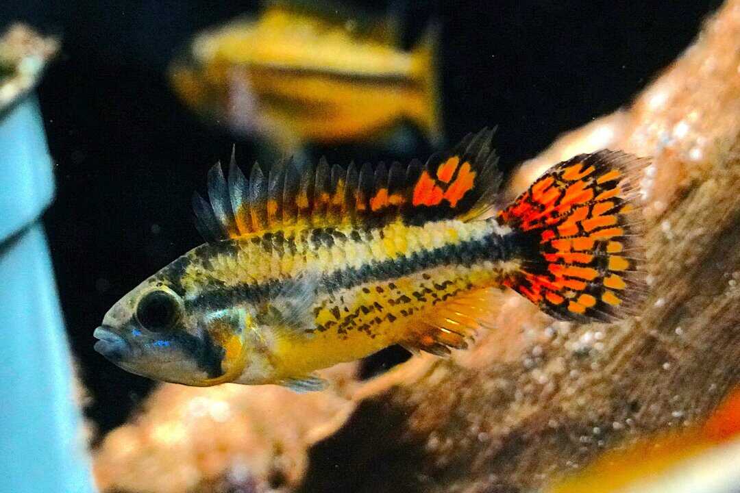 Apistogramma cacatuoides double red - Kakaduzwergbuntbarsch – Bild 3