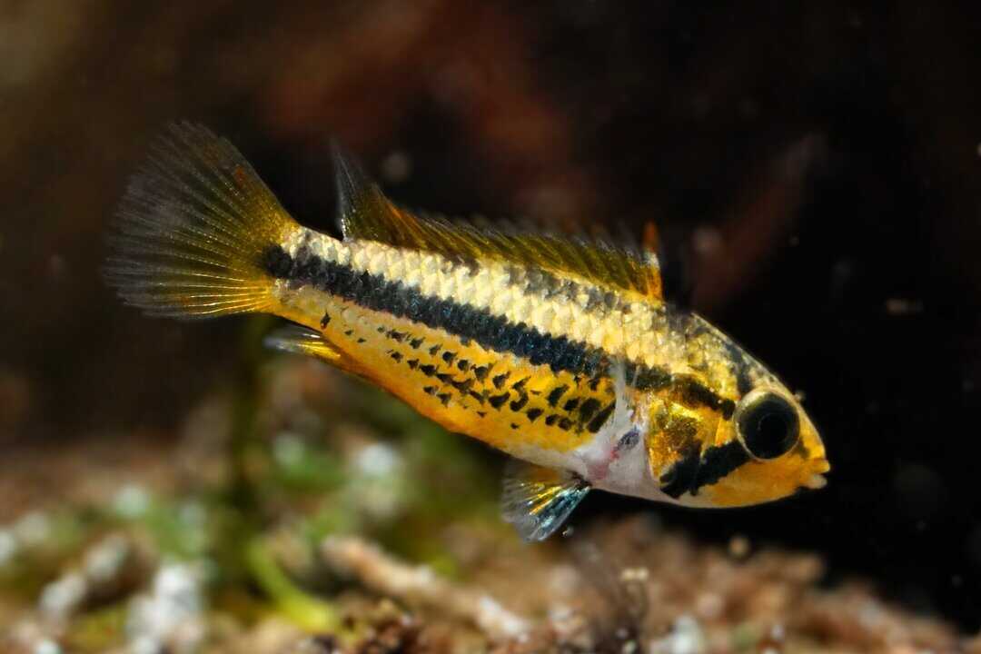Apistogramma cacatuoides double red - Kakaduzwergbuntbarsch – Bild 4