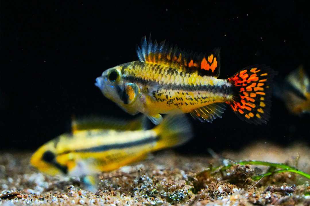 Apistogramma cacatuoides double red - Kakaduzwergbuntbarsch – Bild 2