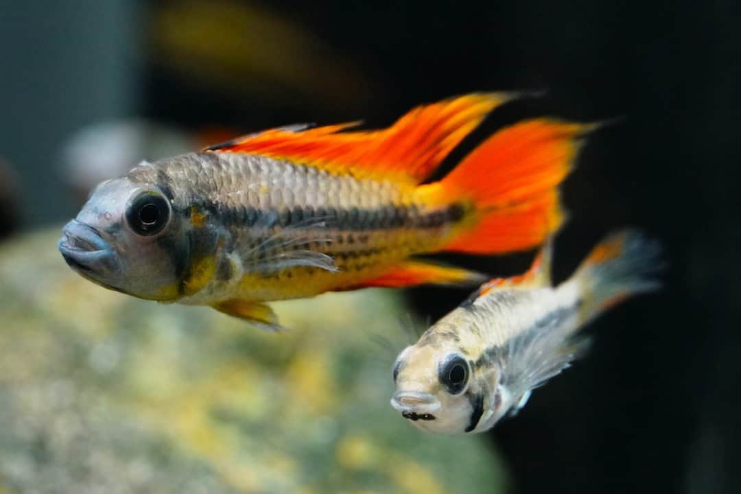 Apistogramma cacatuoides orange - Kakaduzwergbuntbarsch
