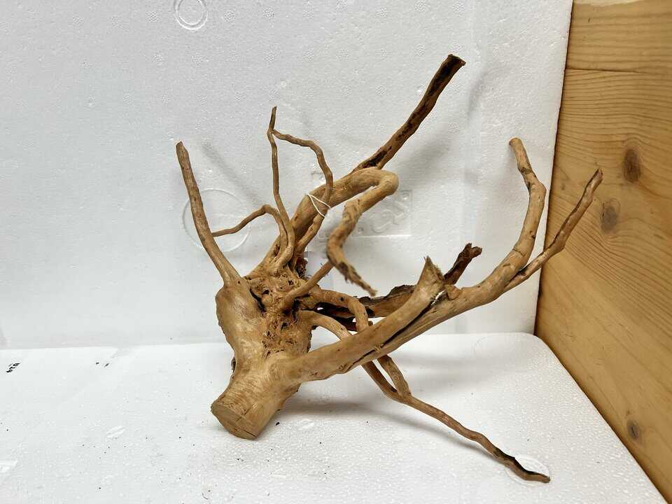 Moorwurzel MM3
