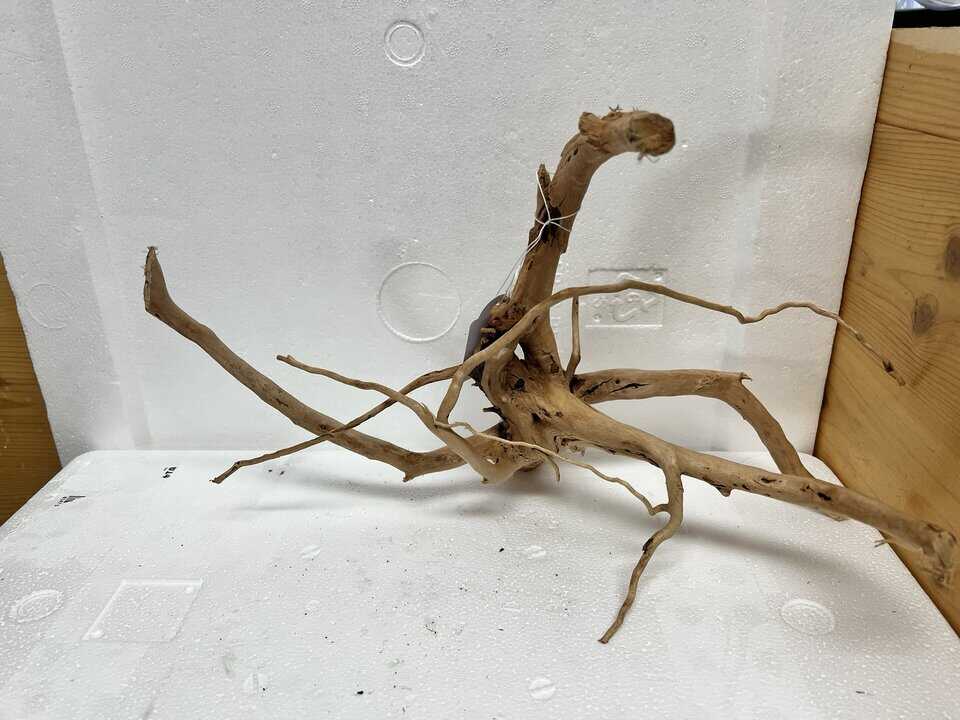 Moorwurzel MM4