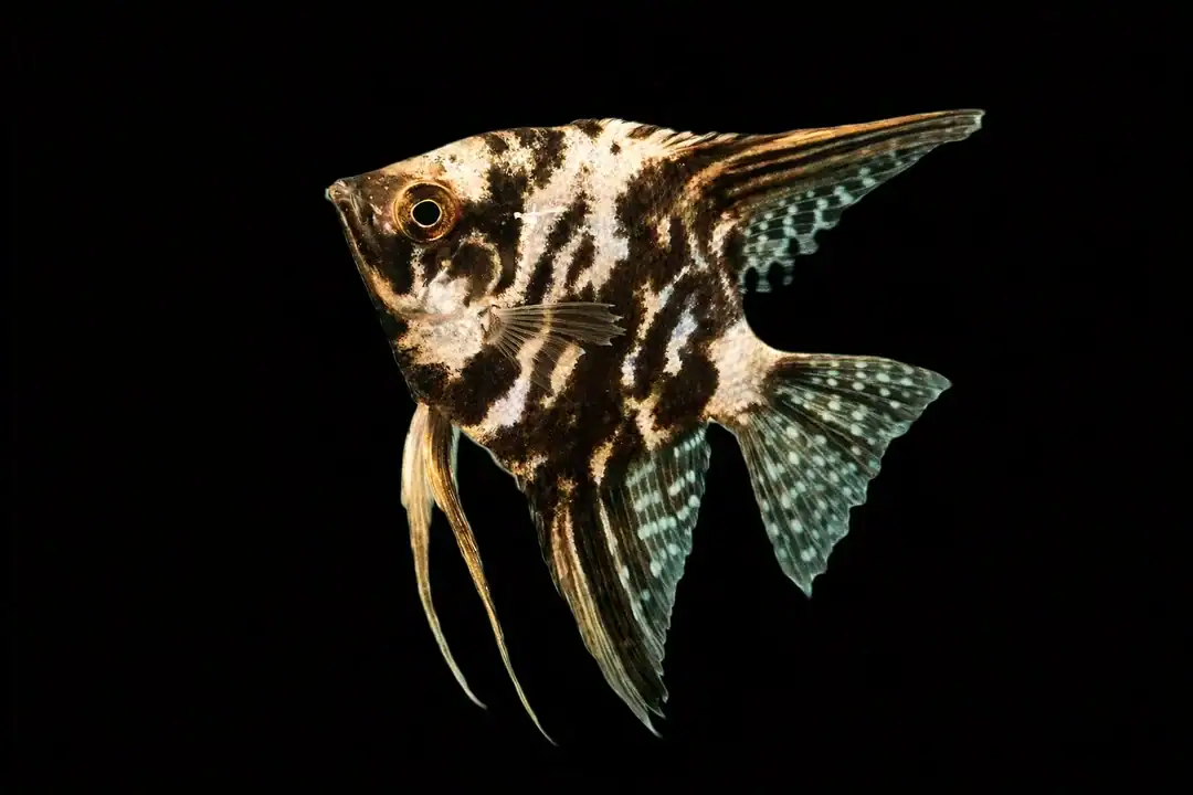 Marmorskalar