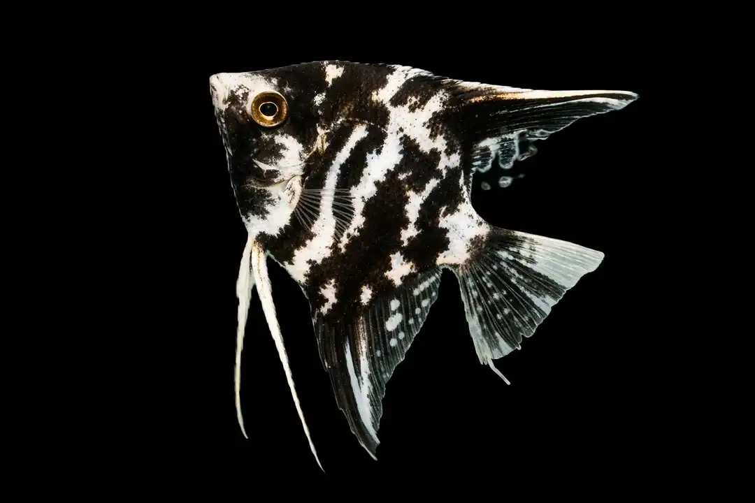 Marmorskalar