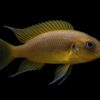 Neolamprologus pulcher daffodil