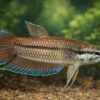 Betta picta Javakampffisch