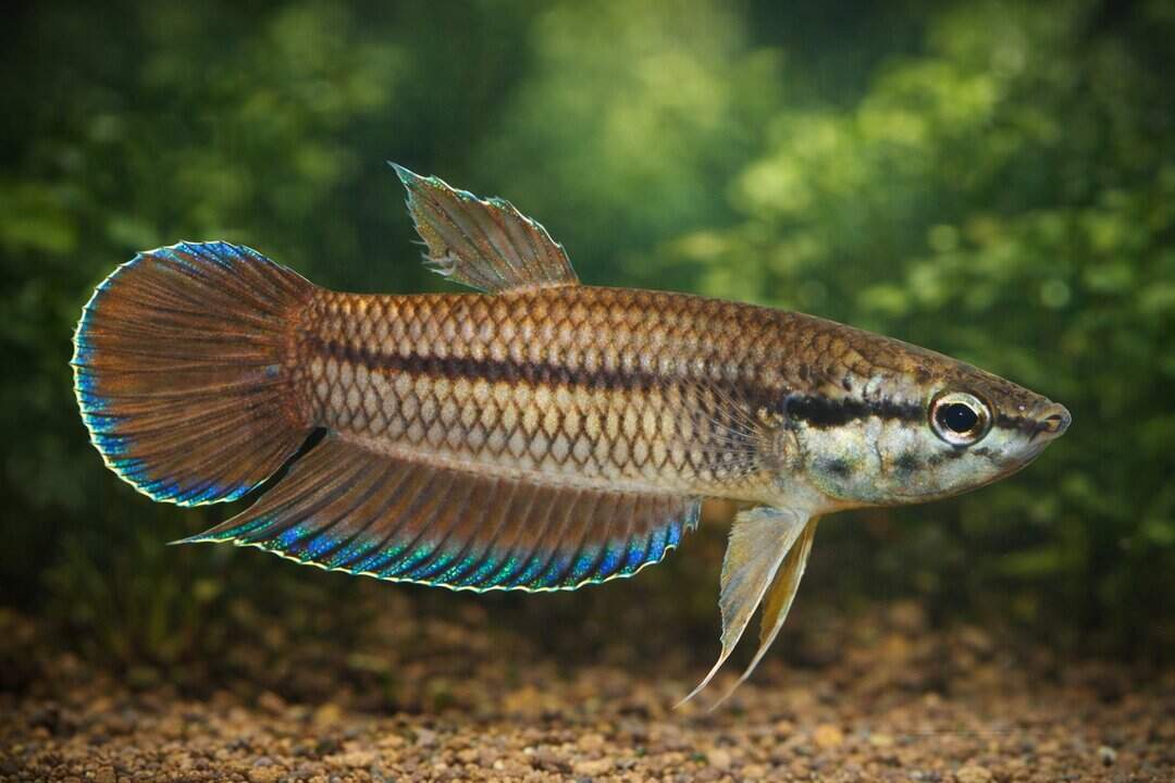 Betta picta Javakampffisch