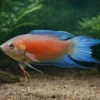 Macropodus opercularis