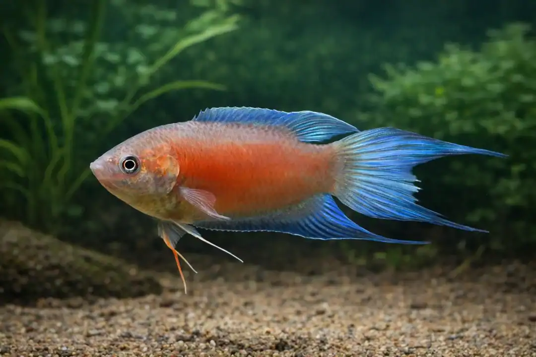 Macropodus opercularis
