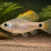 oreichthys crenuchoides Männchen