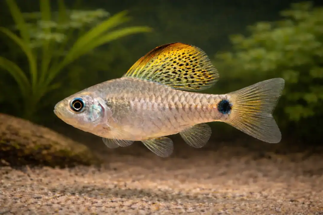 oreichthys crenuchoides Männchen