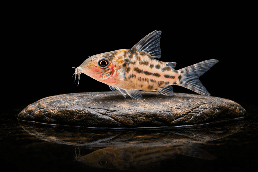 Corydoras Punctatus
