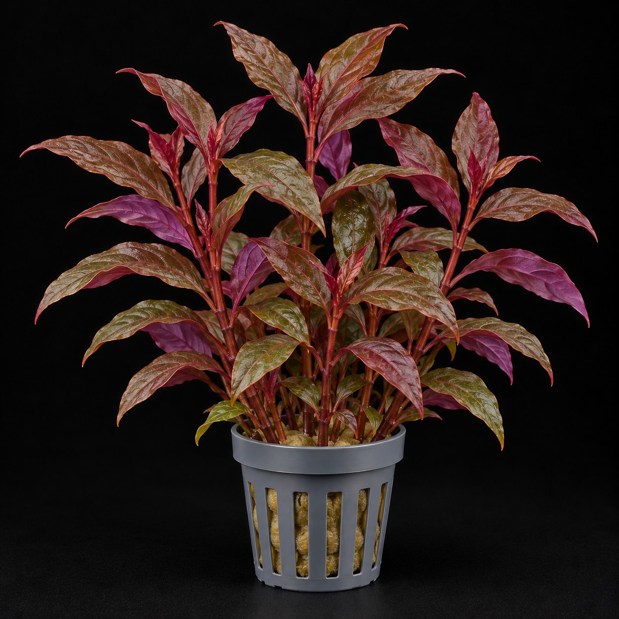 Alternanthera reineckii Lilacina