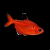 Blutsalmler super rot