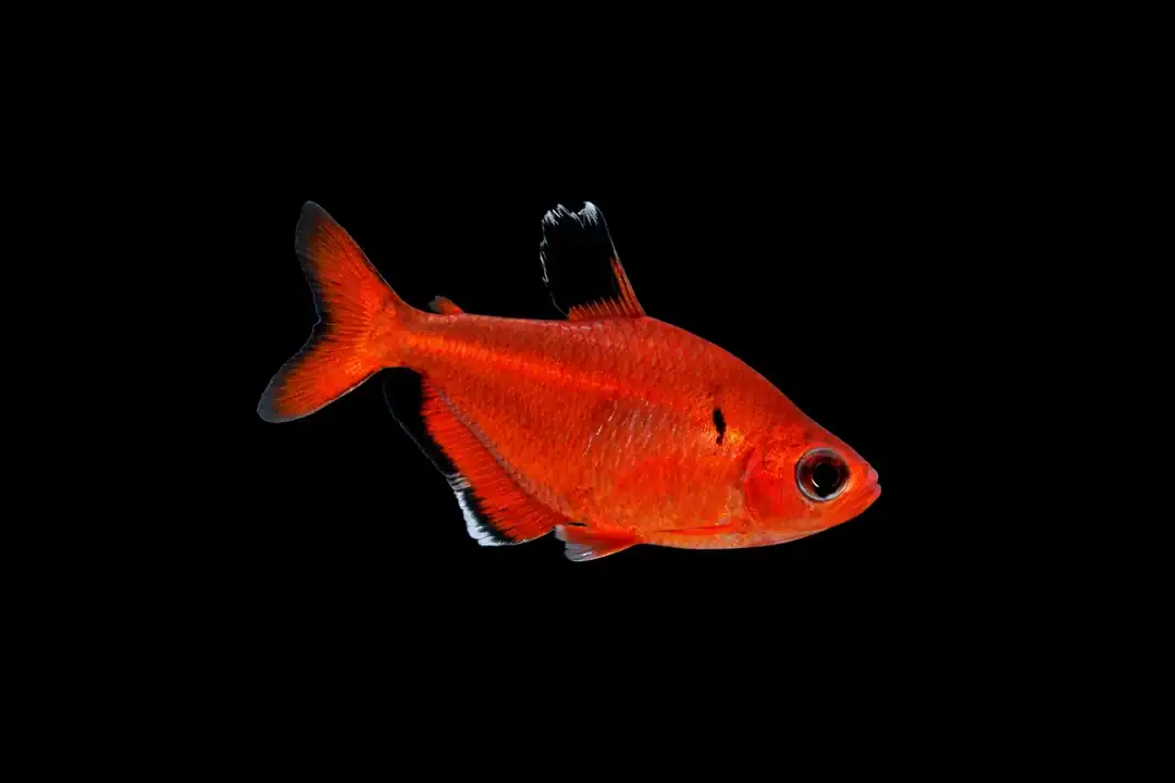 Blutsalmler super rot
