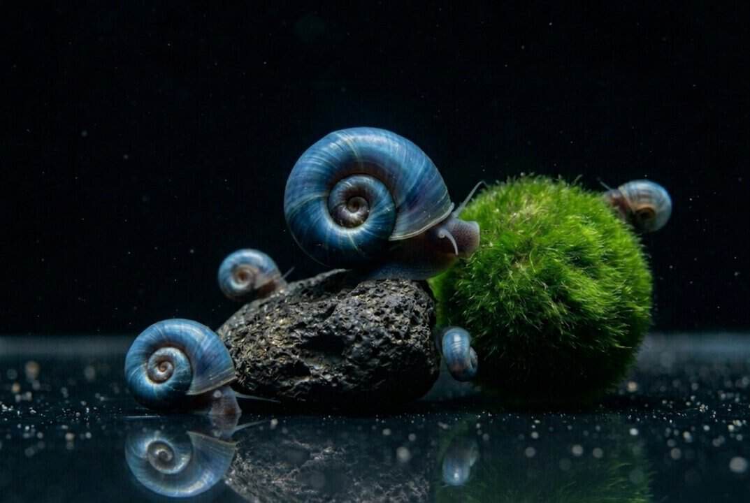Blaue Posthornschnecke
