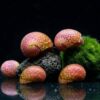 Pink Lady Geweihschnecke