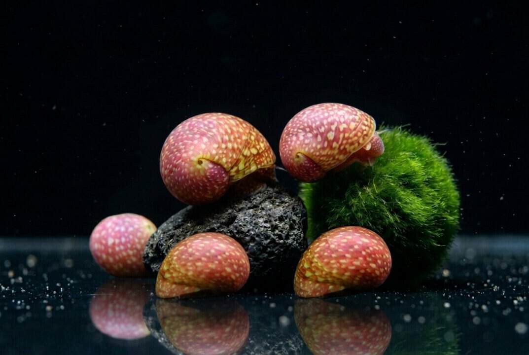 Pink Lady Geweihschnecke