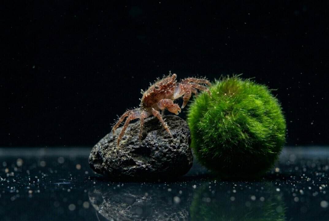 Mikrokrabbe