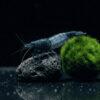 Blue Carbon Rili Garnele