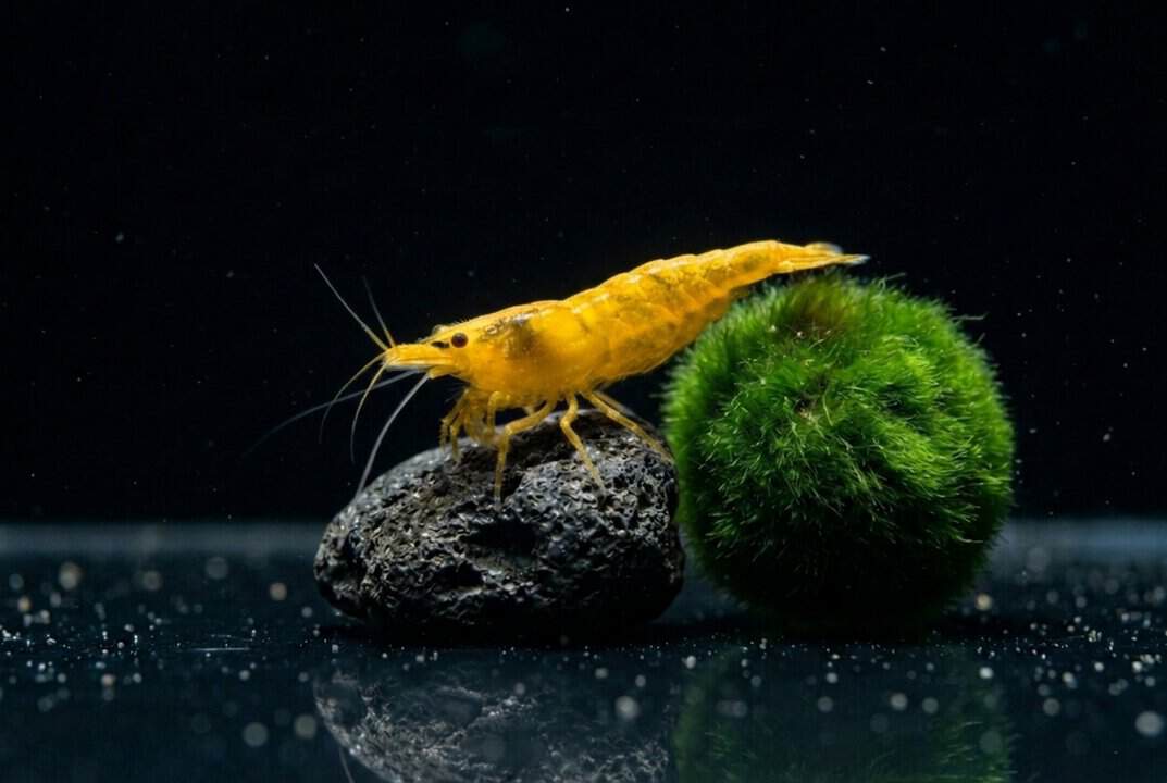 Yellow Fire Garnele