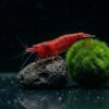 Red Fire Garnele