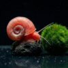Rosa Posthornschnecke