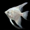Platinum Silver White Skalar